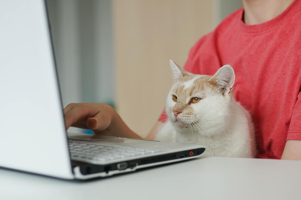 Imagem de uma pessoa mexendo no computador. Em cima dela, está um gatinho olhando para a tela do notebook.
