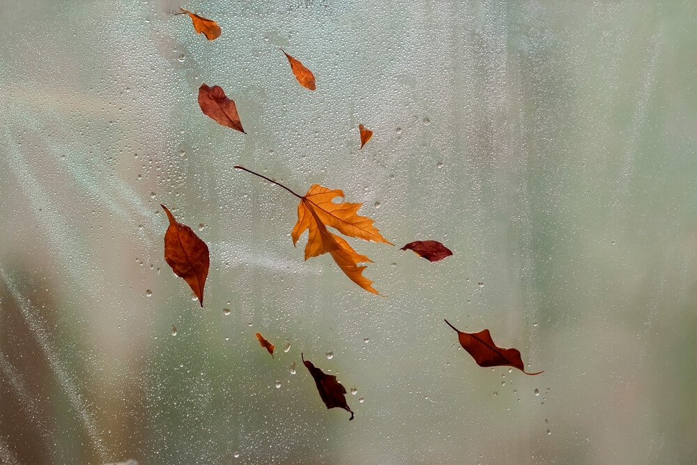 Imagem de folhas grudadas em uma janela. No lado externo do ambiente, está chovendo.